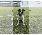 Small #2 Rat Terrier Mix