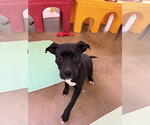 Small Photo #2 Mutt Puppy For Sale in Williamsburg, IA, USA