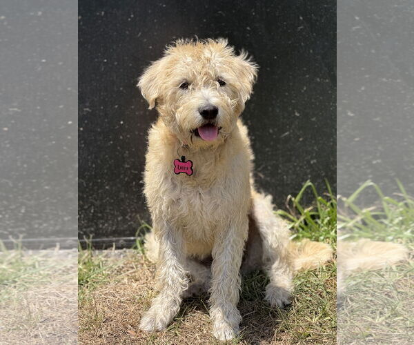 Medium Photo #1 Mutt Puppy For Sale in Valrico, FL, USA