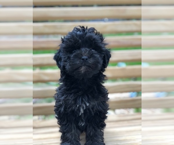Medium Photo #5 Maltese-Poodle (Toy) Mix Puppy For Sale in SPENCER, TN, USA