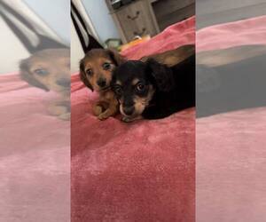 Dachshund Puppy for sale in TALLAHASSEE, FL, USA