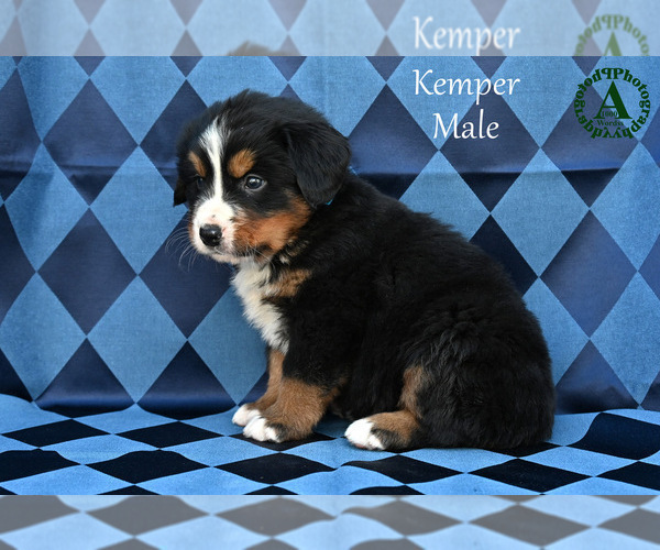 Medium Photo #12 Bernese Mountain Dog Puppy For Sale in HARRISONBURG, VA, USA