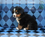 Small Photo #12 Bernese Mountain Dog Puppy For Sale in HARRISONBURG, VA, USA