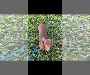 Dachshund Dogs for adoption in Fruitland, SC, USA