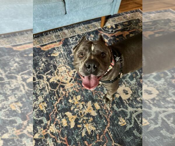 Medium Photo #4 American Pit Bull Terrier Puppy For Sale in Albuquerque, NM, USA
