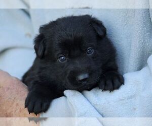German Shepherd Dog Puppy for Sale in CASTLE ROCK, Washington USA