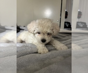 Maltipoo (Miniature) Puppy for sale in LA PUENTE, CA, USA