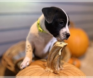 Mutt Puppy for sale in GRIFFIN, GA, USA