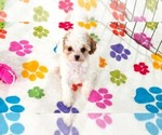 Small #4 Cavapoo (Miniature)-Poodle (Toy) Mix