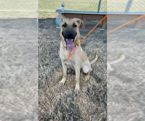 Medium Photo #2 German Shepherd Dog Puppy For Sale in Pasadena, TX, USA
