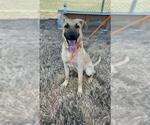 Small #1 German Shepherd Dog