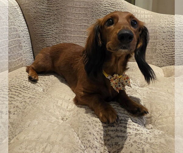 Medium Photo #9 Dachshund Puppy For Sale in Shelbyville, TN, USA