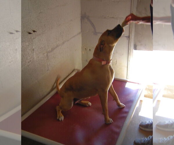 Medium Photo #6 Black Mouth Cur Puppy For Sale in Monticello, MS, USA