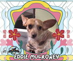 Small #1 Dachshund Mix