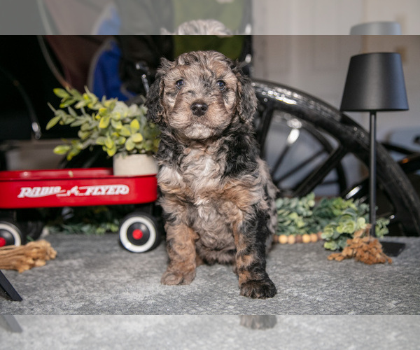 Medium Photo #2 Labradoodle-Poodle (Miniature) Mix Puppy For Sale in MIDDLEBURY, IN, USA