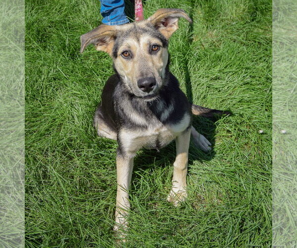 Medium Photo #3 Collie-German Shepherd Dog Mix Puppy For Sale in Huntley, IL, USA