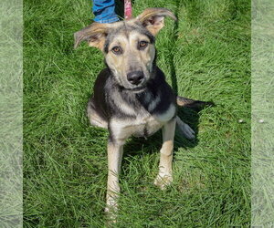 Kira - Female Collie-German Shepherd Dog Mix Dog for Adoption - Photo #3