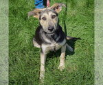 Small #2 Collie-German Shepherd Dog Mix
