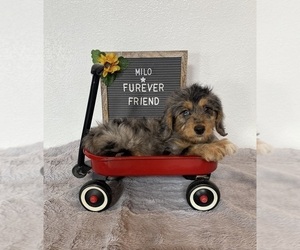 Doxie-Chon Puppy for sale in BLOOMFIELD, IN, USA