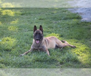 Mother of the Belgian Malinois puppies born on 02/19/2023