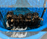 Small Photo #3 Rottweiler Puppy For Sale in HOWEY IN THE HILLS, FL, USA