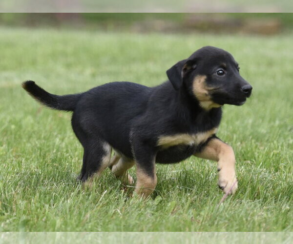 Medium Photo #5 Borador Puppy For Sale in Mechanicsburg, PA, USA