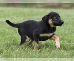 Small #4 Borador
