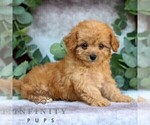 Small Cavachon-Poodle (Miniature) Mix