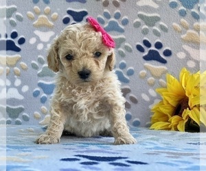 Goldendoodle (Miniature) Puppy for sale in LANCASTER, PA, USA