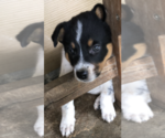 Small Photo #7 Australian Cattle Dog Puppy For Sale in CARROLLTON, MS, USA