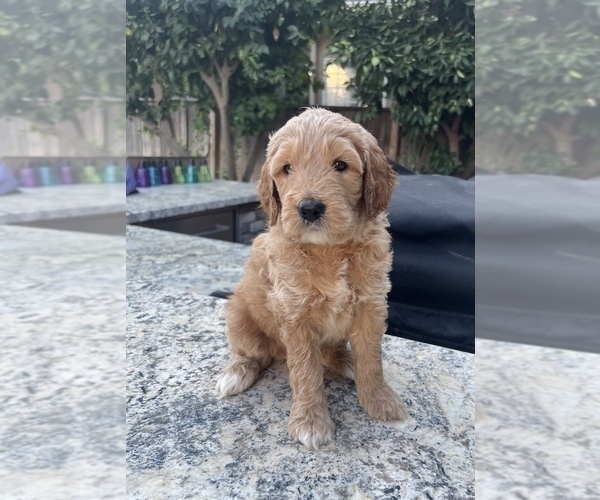 Medium Photo #5 Goldendoodle Puppy For Sale in CLOVIS, CA, USA