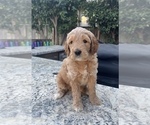Small Photo #5 Goldendoodle Puppy For Sale in CLOVIS, CA, USA