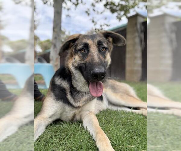 Medium Photo #1 German Shepherd Dog Puppy For Sale in Riverside, CA, USA