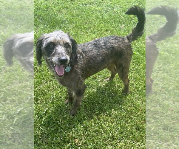 Medium Photo #4 Poodle (Miniature)-Unknown Mix Puppy For Sale in Osgood, IN, USA