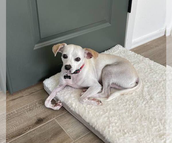 Medium Photo #4  Puppy For Sale in , 