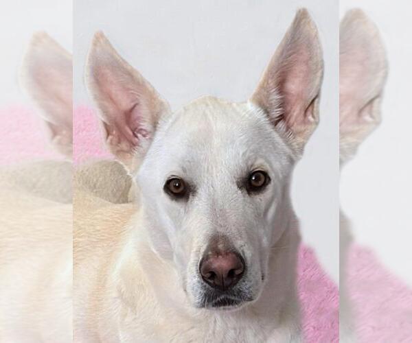 Medium Photo #2 - Mix Puppy For Sale in Hoffman Estates, IL, USA