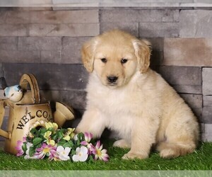 Golden Retriever Puppy for sale in FREDERICKSBG, OH, USA