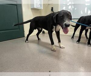 American Pit Bull Terrier-Labrador Retriever Mix Dogs for adoption in Pasadena, CA, USA