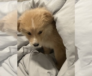 Australian Shepherd-Great Pyrenees Mix Puppy for sale in LE MARS, IA, USA