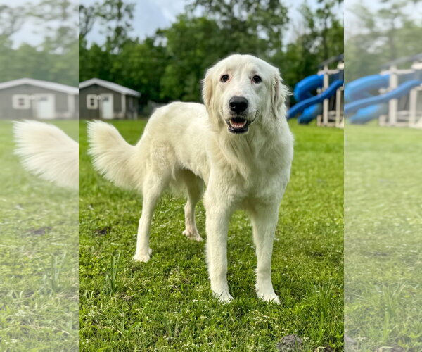 Medium Photo #5 Great Pyrenees-Unknown Mix Puppy For Sale in Houston, TX, USA