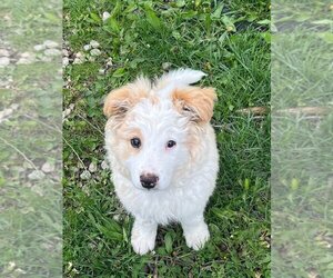Australian Shepherd-Unknown Mix Dogs for adoption in Portland, IN, USA