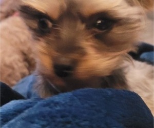 Yorkipoo Puppy for Sale in CONWAY, South Carolina USA