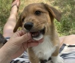 Small Photo #7 Pembroke Welsh Corgi Puppy For Sale in BRYAN, TX, USA