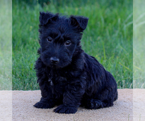Scottish Terrier Puppy for sale in LITITZ, PA, USA