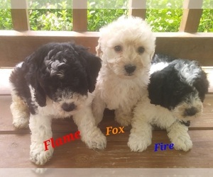 Miniature Bernedoodle Puppy for Sale in MIDWAY, Arkansas USA