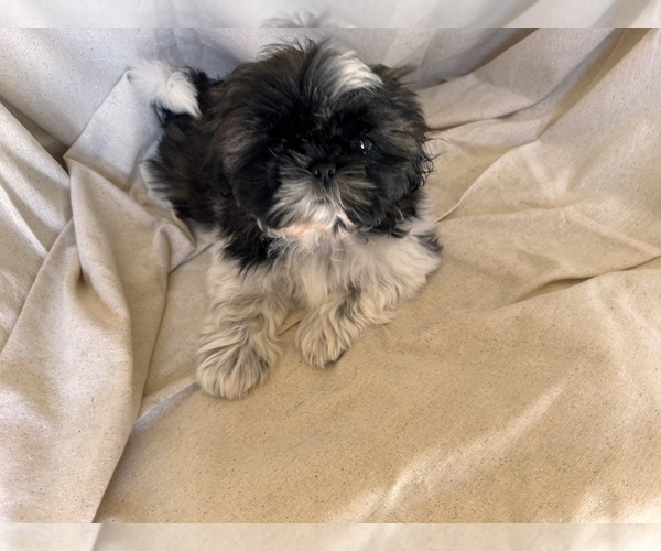 Medium Photo #1 Shih Tzu Puppy For Sale in SUTTON, WV, USA