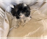 Puppy Puppy 1 Shih Tzu