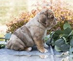 Small #2 Beabull