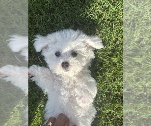 Medium Photo #3 Bichon Frise Puppy For Sale in PELZER, SC, USA
