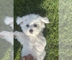 Small #2 Bichon Frise